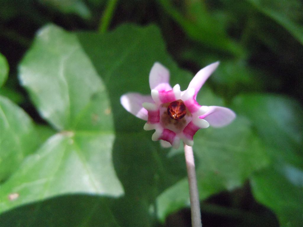 Cyclamen hederifolium